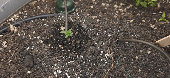 Growreport Bild 1