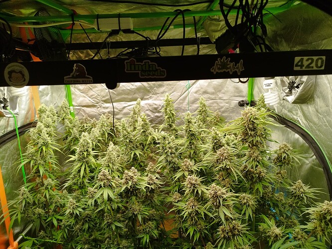 Mehrere blühende Cannabispflanzen in einem Growzelt unter einer LED-Lampe, die mit Aufklebern versehen ist.
