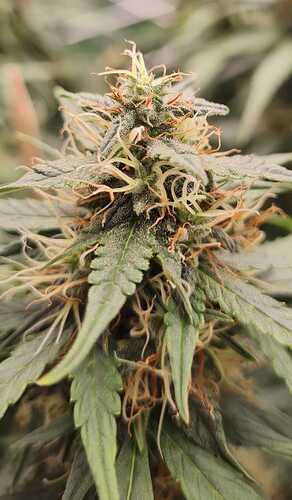 Growreport Bild 9
