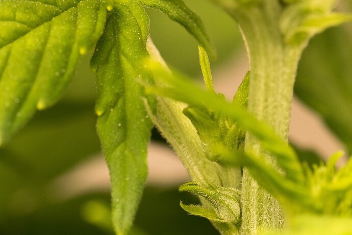 Growreport Bild 6