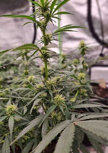Growreport Bild 16
