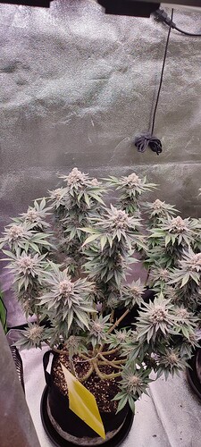 Growreport Bild 4