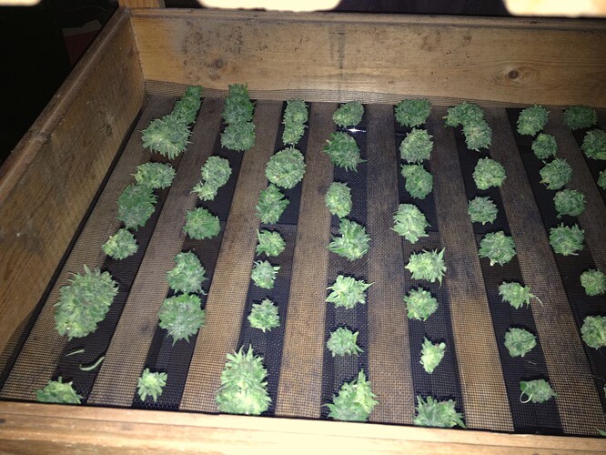 Grow25_1016b_4