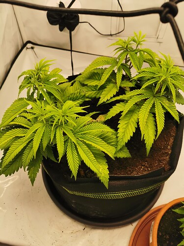 Growreport Bild 2