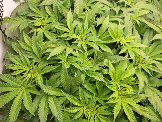 Growreport Bild 6