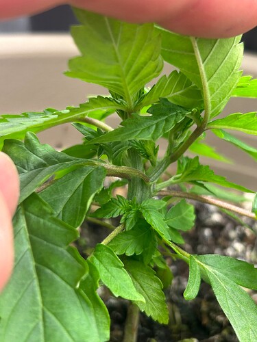 Growreport Bild 2