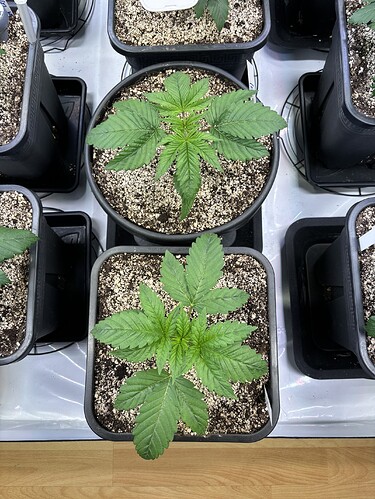 Growreport Bild 24