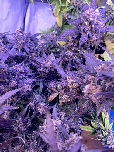 Growreport Bild 9