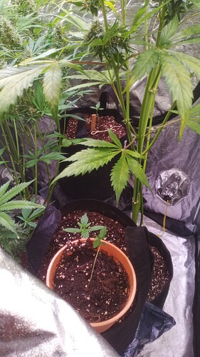 Growreport Bild 1