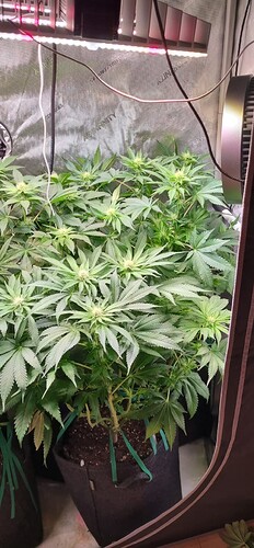 Growreport Bild 41