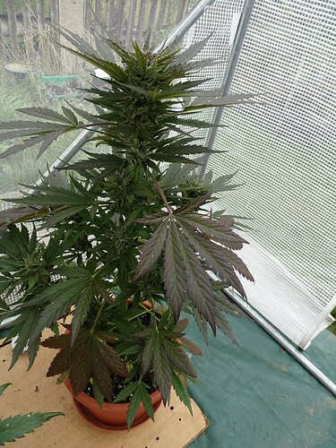 Growreport Bild 4