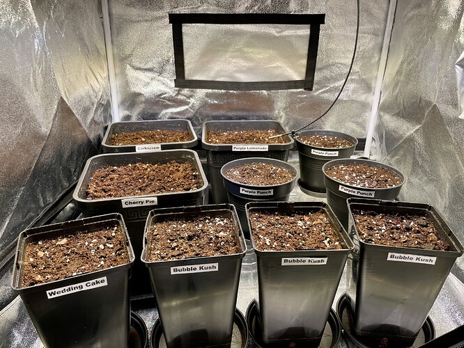 Growreport Bild 3