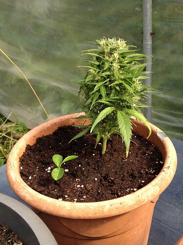 Growreport Bild 61