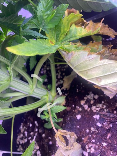 Growreport Bild 3