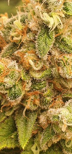 Growreport Bild 6