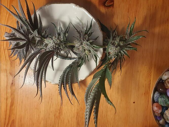 Growreport Bild 5