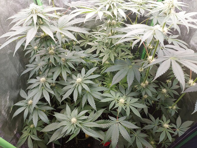 Growreport Bild 3