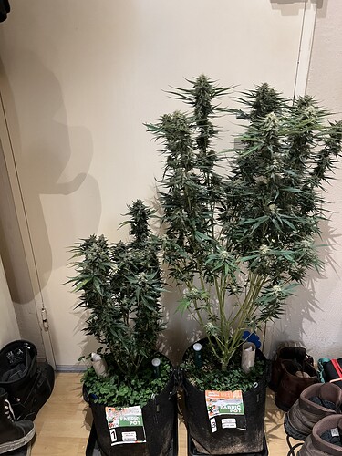 Growreport Bild 5