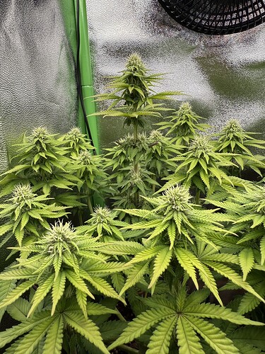 Growreport Bild 18