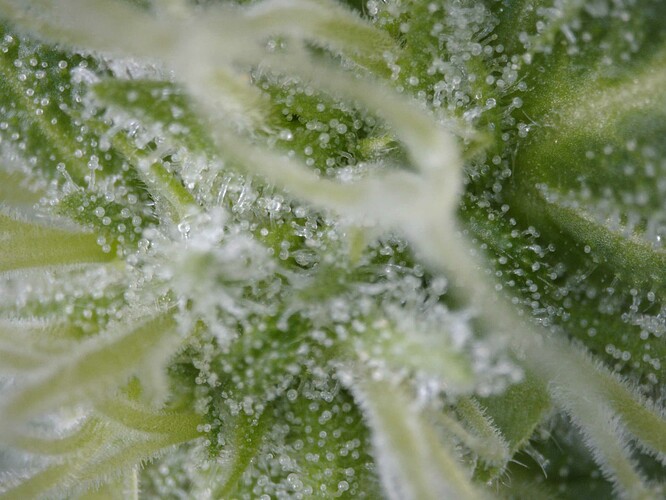trichome04-20250601