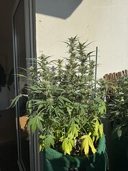 Growreport Bild 7