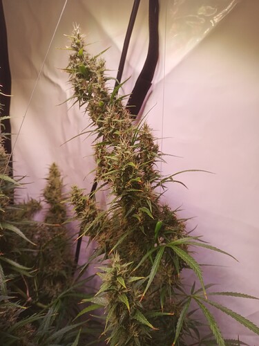 Growreport Bild 8