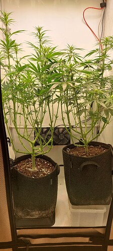 Growreport Bild 3
