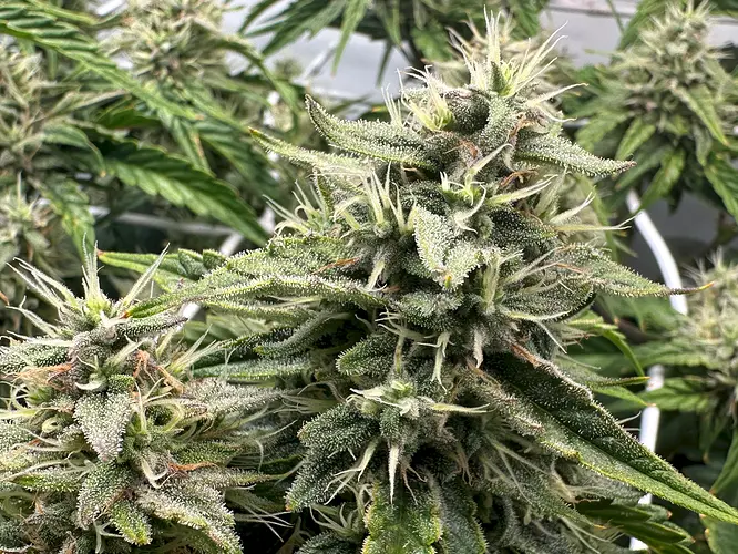 Growreport Bild 11