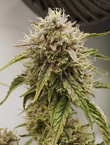 Growreport Bild 9