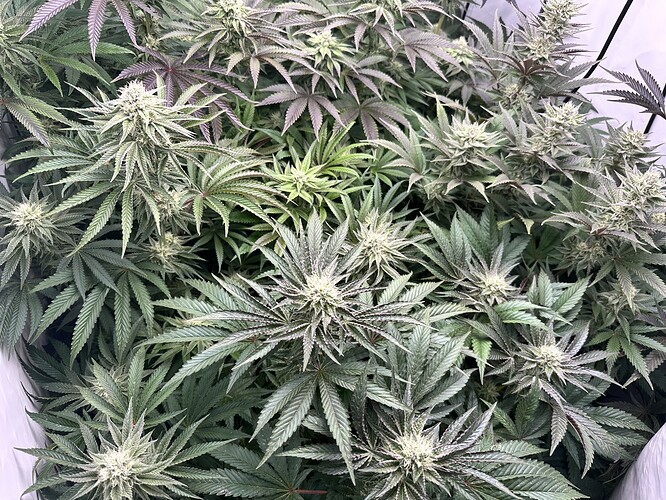 Growreport Bild 32