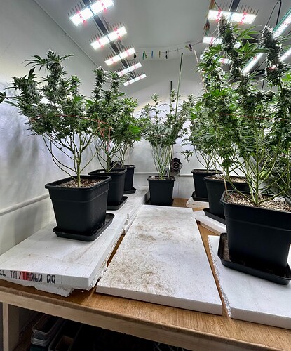 Growreport Bild 2