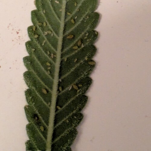 Growreport Bild 10