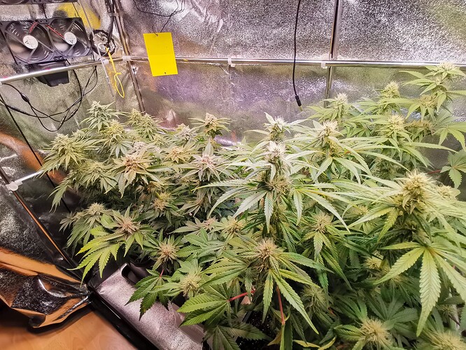 Growreport Bild 3