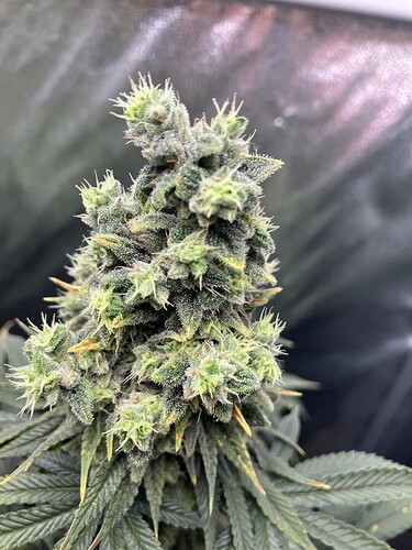 Growreport Bild 21