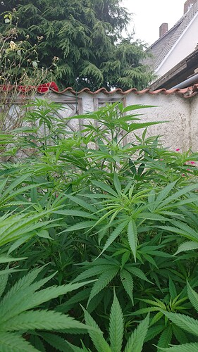 Growreport Bild 15