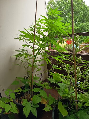 Growreport Bild 5