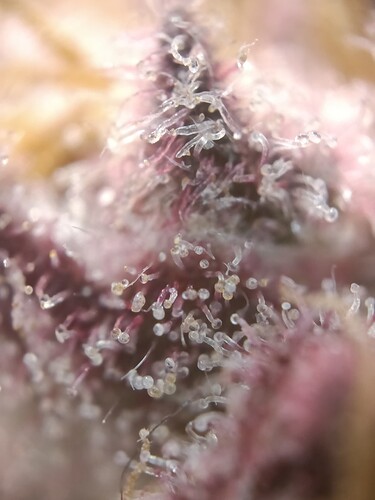 Growreport Bild 5