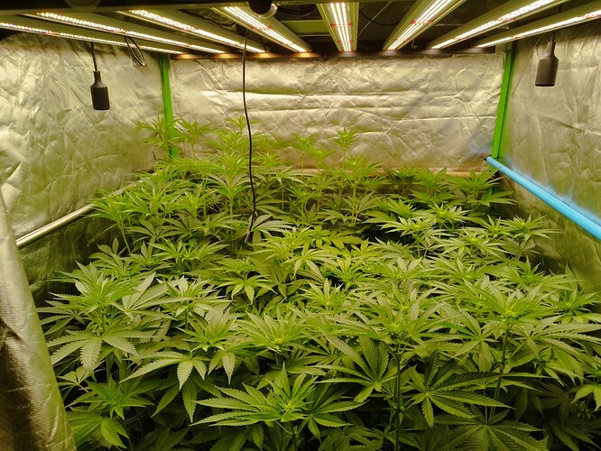 Viele junge Cannabispflanzen in einem Zelt unter LED-Lampen.