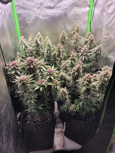 Growreport Bild 1