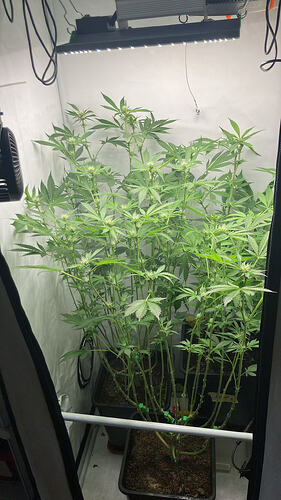 Drei Cannabispflanzen in einem Growzelt unter einer LED-Lampe in der Blütephase.