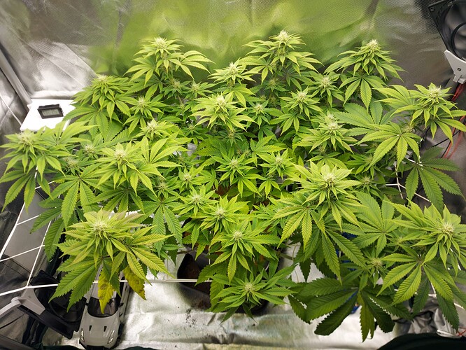 Growreport Bild 1