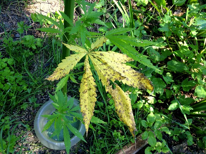 Growreport Bild 66