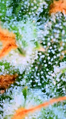 Growreport Bild 8