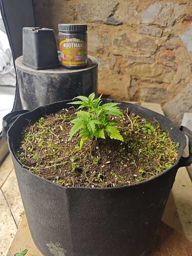 Growreport Bild 33