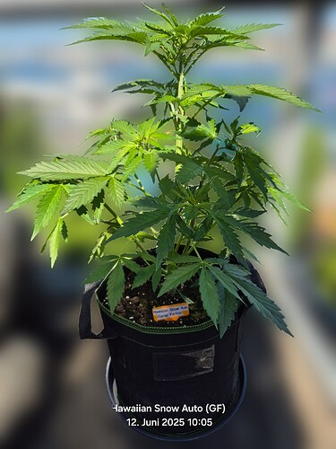 Growreport Bild 3