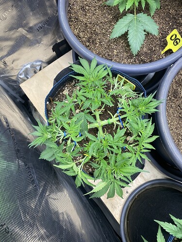 Growreport Bild 50