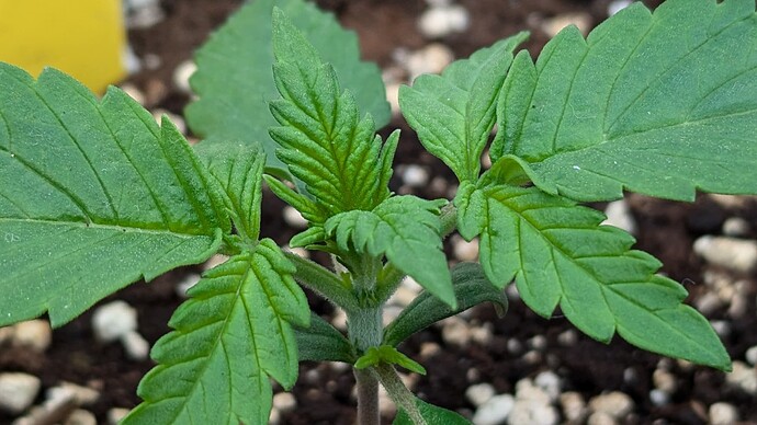 PXL_20240708_153036966