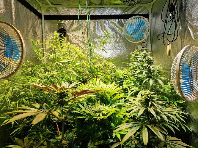 Mehrere Cannabis-Pflanzen in der Blütephase in einem Growzelt, beleuchtet von oben und mit Ventilatoren zur Luftzirkulation.