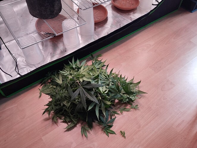 Growreport Bild 2