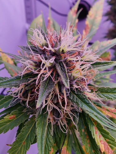 Growreport Bild 3